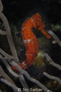 Sea horse of Roatan by Jim Garber 